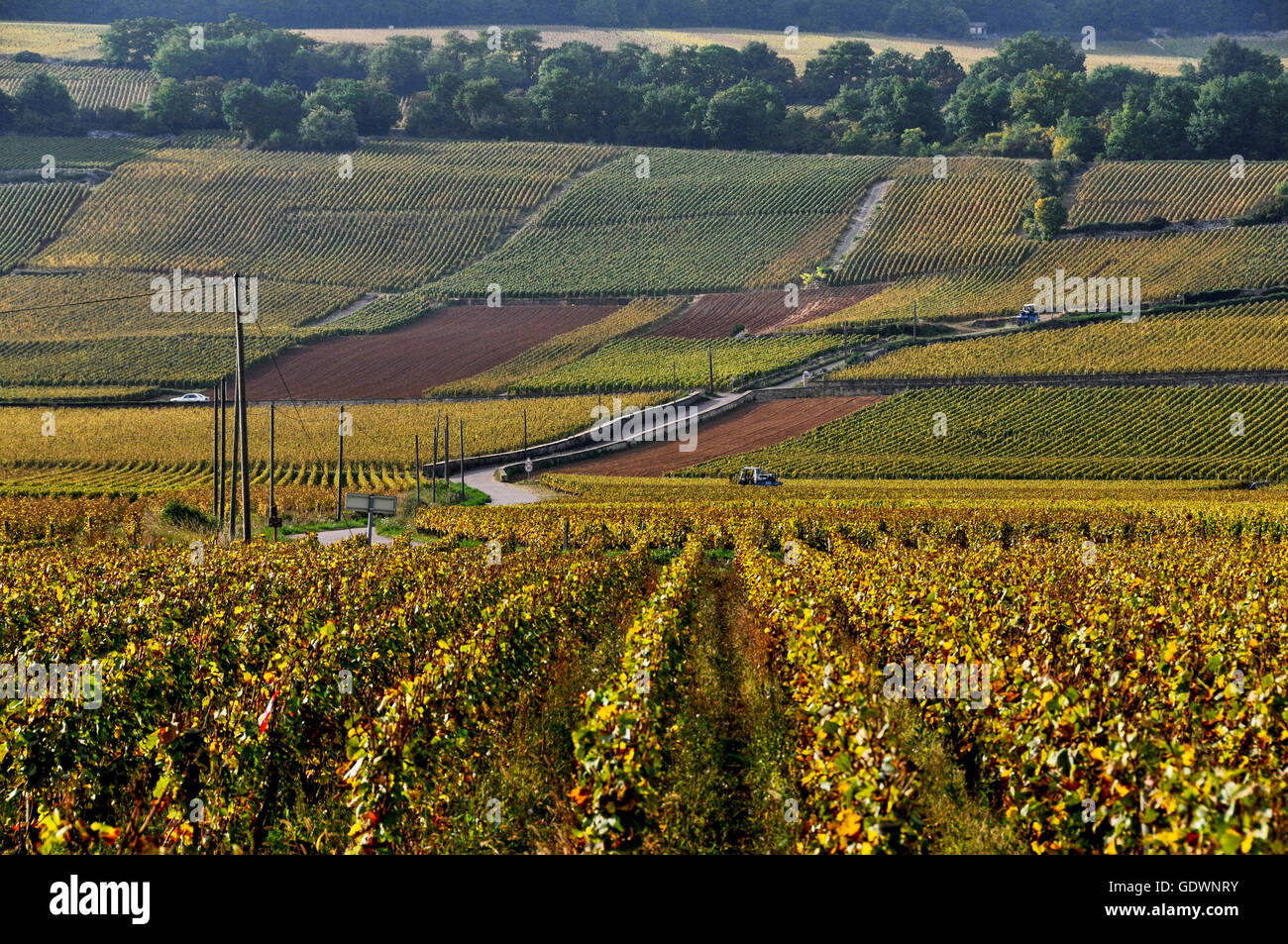 Vigneti di Puligny-Montrachet, Borgogna, Francia Foto Stock