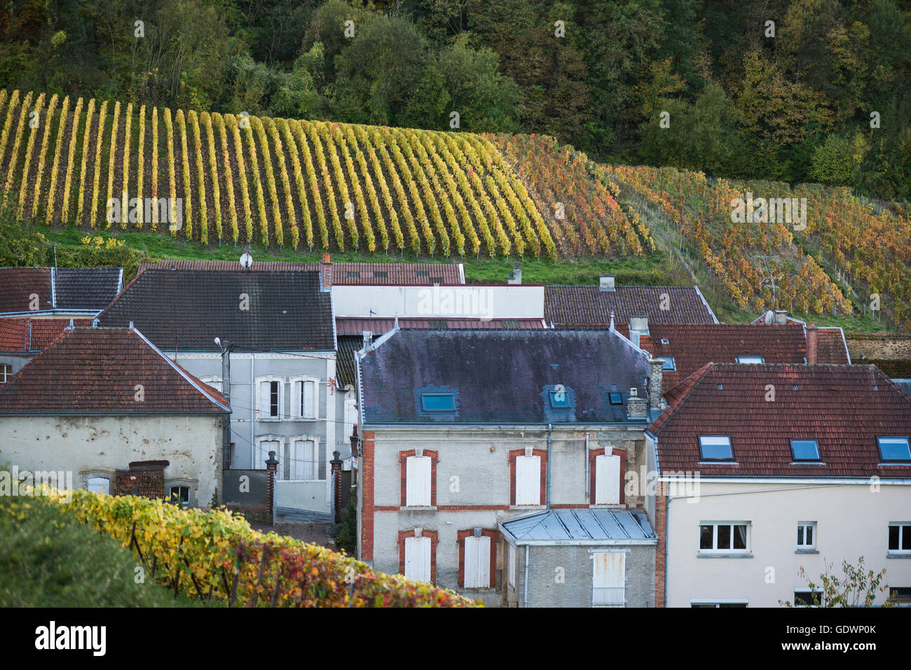 Villaggio e vigneti di Verzenay, Champagne, Francia Foto Stock