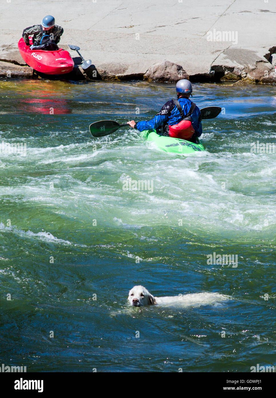 Color platino Golden Retriever cane nuoto in Arkansas River a fianco di kayaker, Salida, Colorado, STATI UNITI D'AMERICA Foto Stock