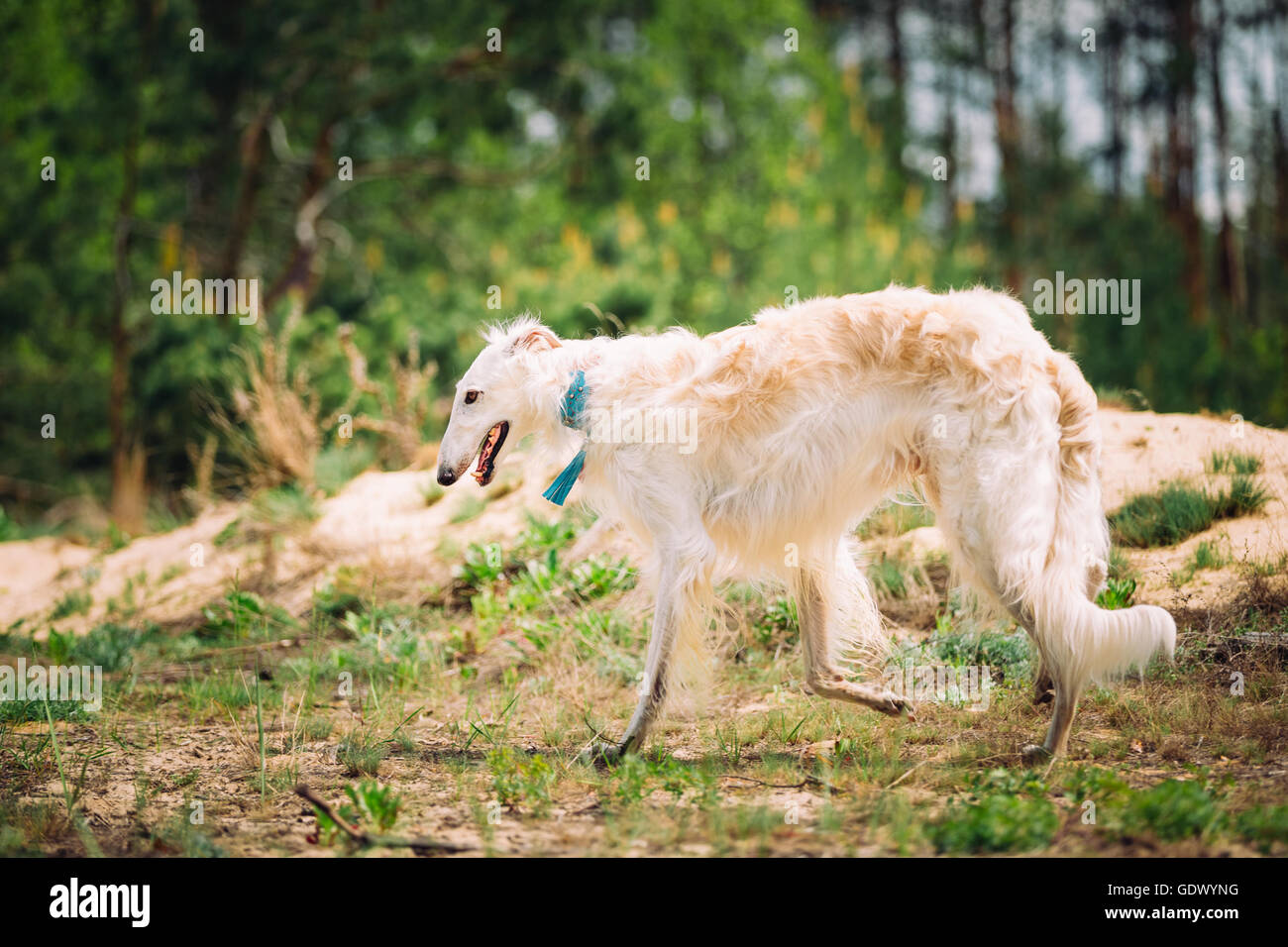 White Russian Wolfhound cane, cane, cane da caccia, Sighthound in primavera estate foresta. Questi cani specializzati nel perseguimento di preda, ke Foto Stock