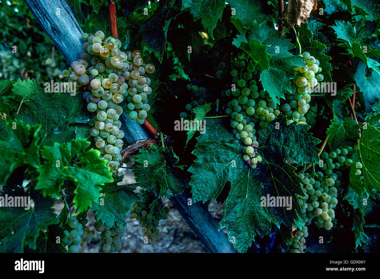 Uve Riesling in Alsazia, Francia Foto Stock