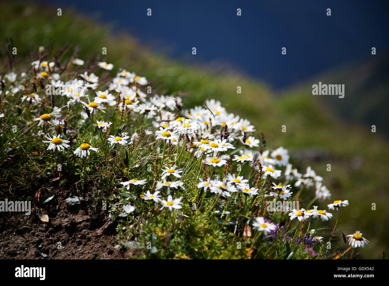 Monti Fagaras, Romania in estate Foto Stock