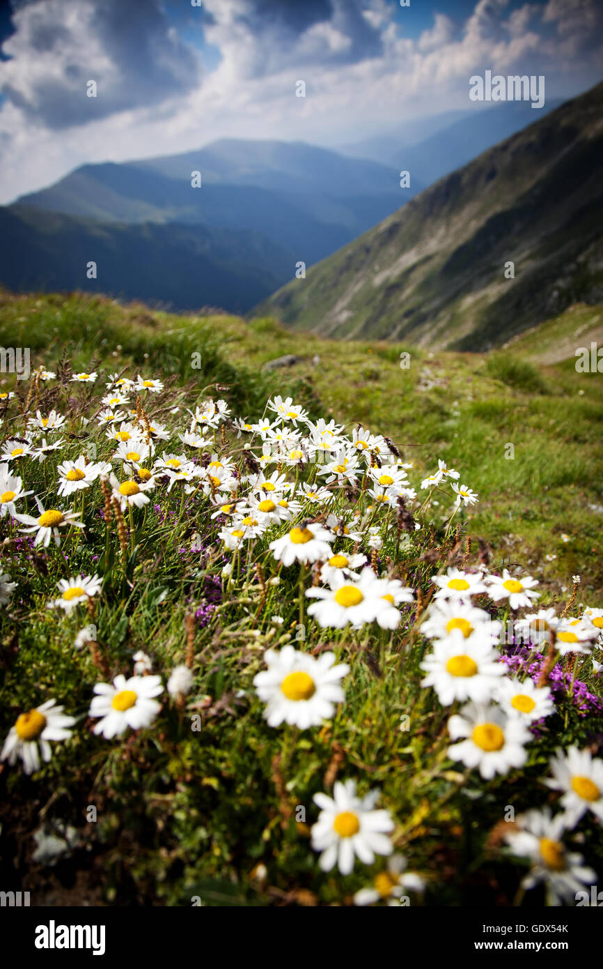 Monti Fagaras, Romania in estate Foto Stock