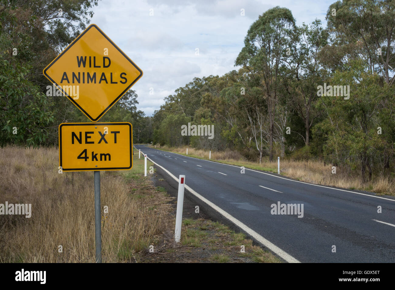 Firmare i driver di avvertimento per essere consapevoli di animali selvatici di strada di attraversamento.sud est Queensland Australia Foto Stock
