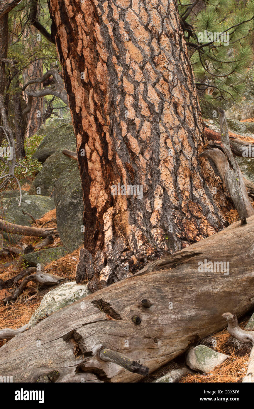 Pineta lungo con le racchette da neve Thompson Trail, Toiyabe National Forest, California Trail National Historic Trail, California Foto Stock