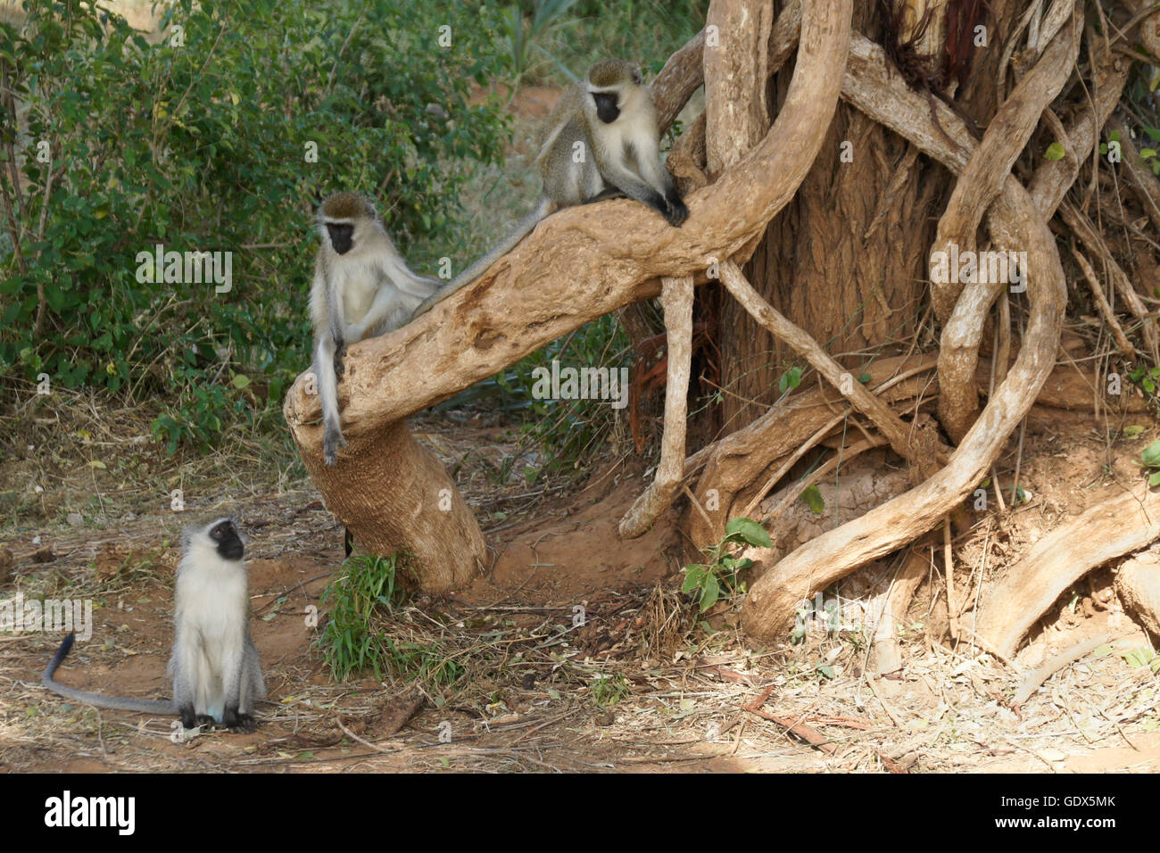 Nero-di fronte vervet monkeys, Samburu, Kenya Foto Stock