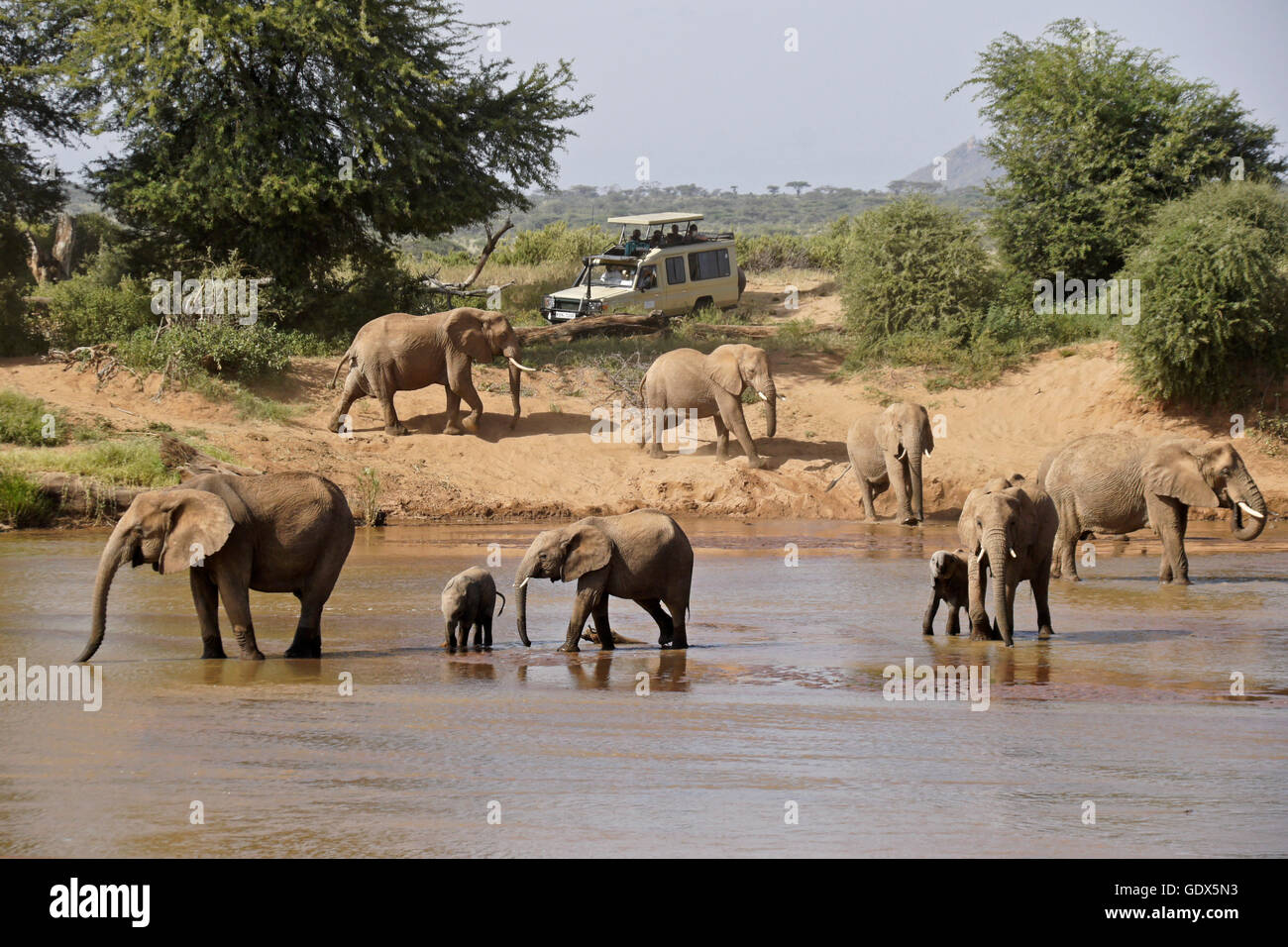 Safari veicolo ed elefanti a Ewaso () Uaso Nyiro, Samburu, Kenya Foto Stock