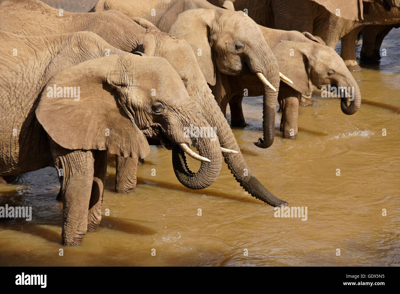 Branco di elefanti di bere da Ewaso () Uaso Nyiro, Samburu, Kenya Foto Stock