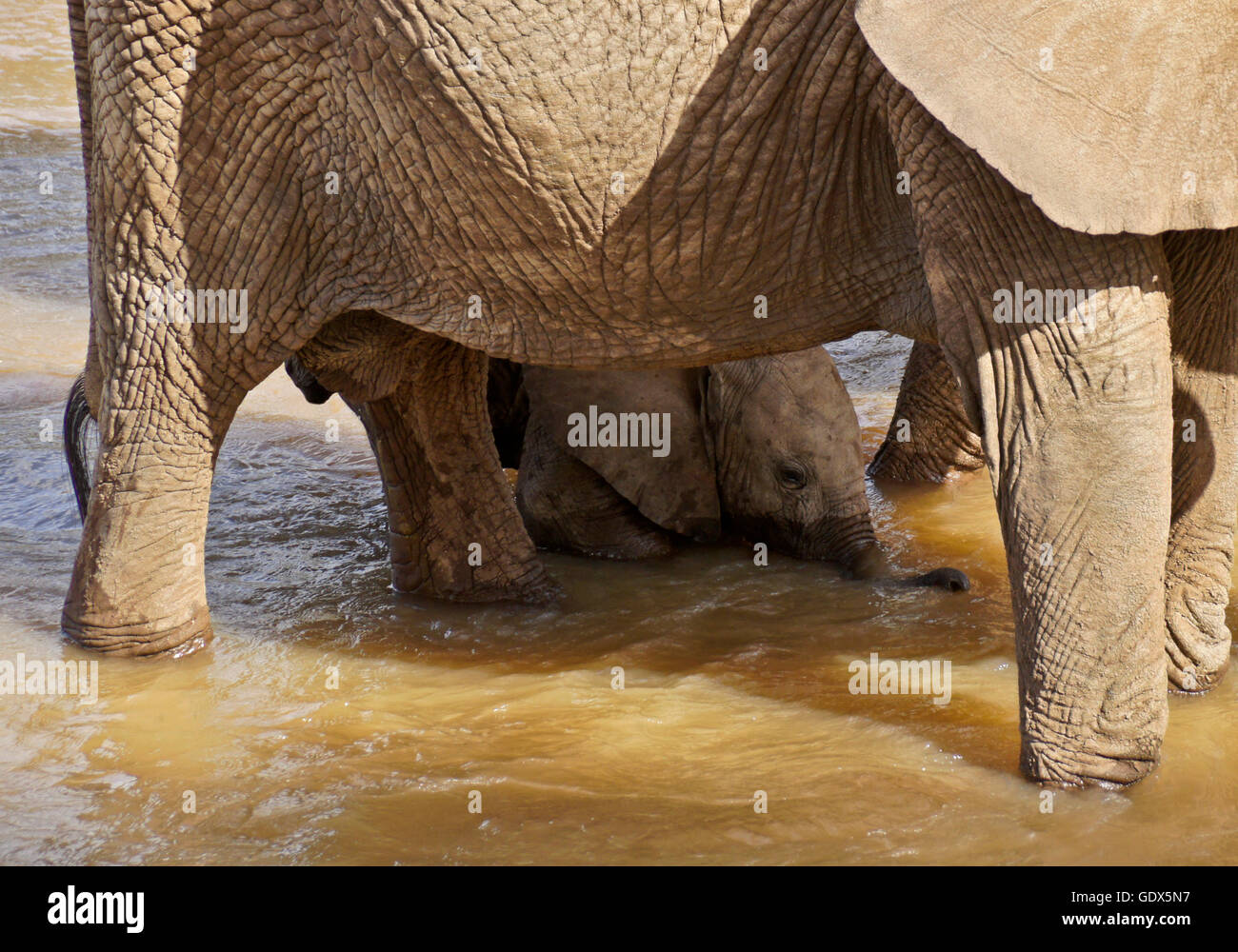 Elefante femmina e piccolo di vitello da bere Ewaso () Uaso Nyiro, Samburu, Kenya Foto Stock