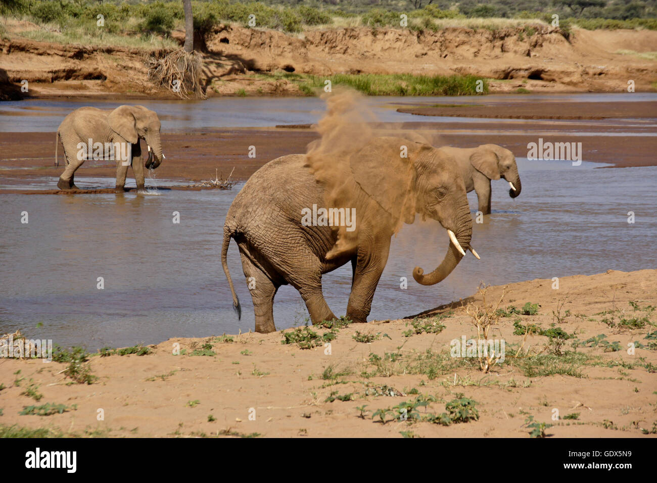 Gli elefanti di bere in Ewaso () Uaso Nyiro mentre un altro prende un bagno di polvere, Samburu, Kenya Foto Stock