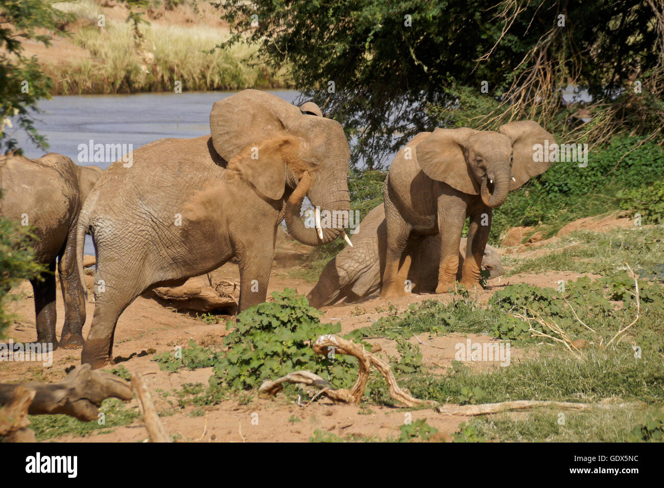 Gli elefanti tenendo bagno di polvere nei pressi di Ewaso () Uaso Nyiro, Samburu Game Reserve, Kenya Foto Stock