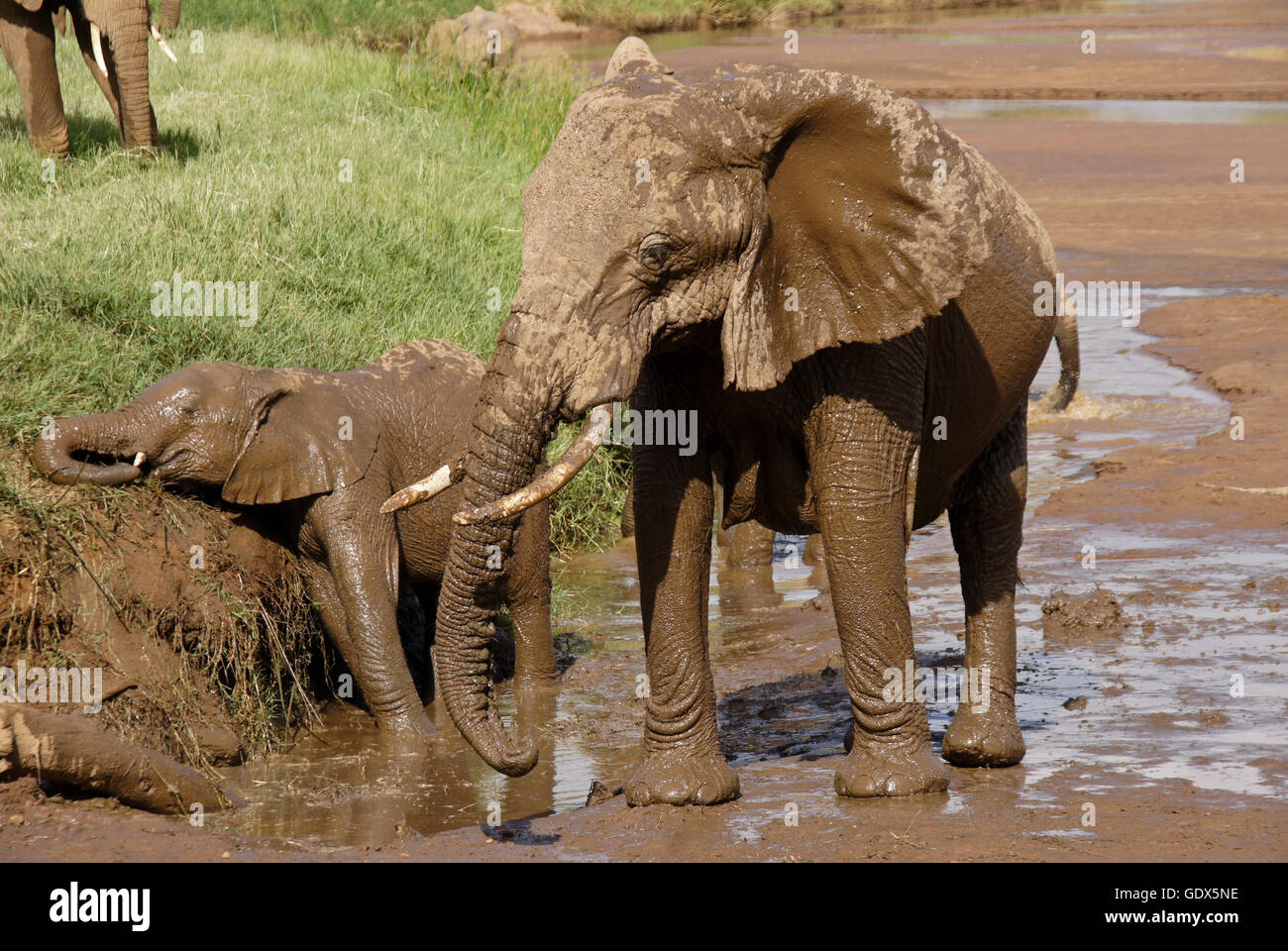 Gli elefanti godendo il bagno di fango a Ewaso () Uaso Nyiro, Samburu Game Reserve, Kenya Foto Stock
