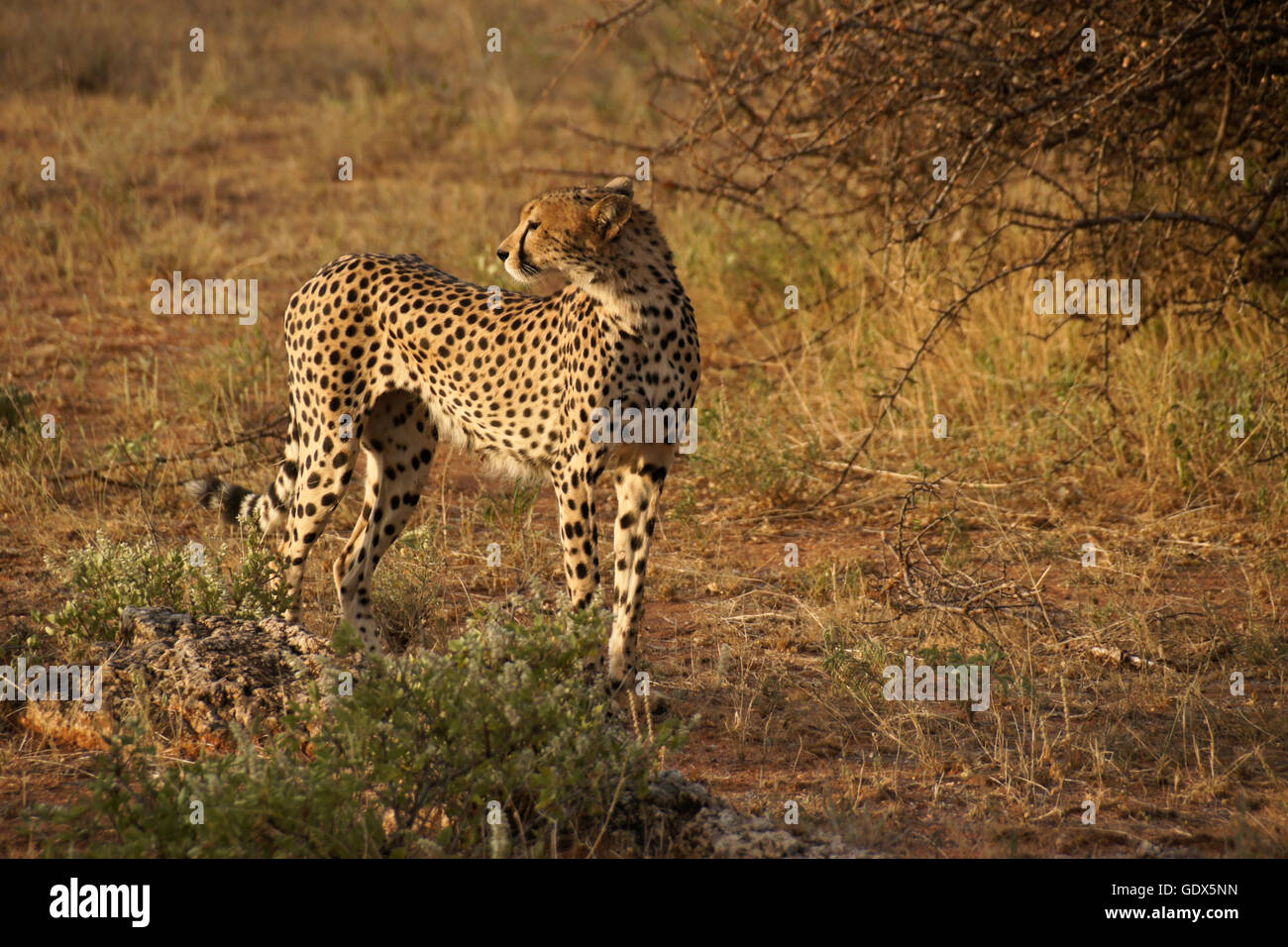 Ghepardo affamato, Samburu Game Reserve, Kenya Foto Stock