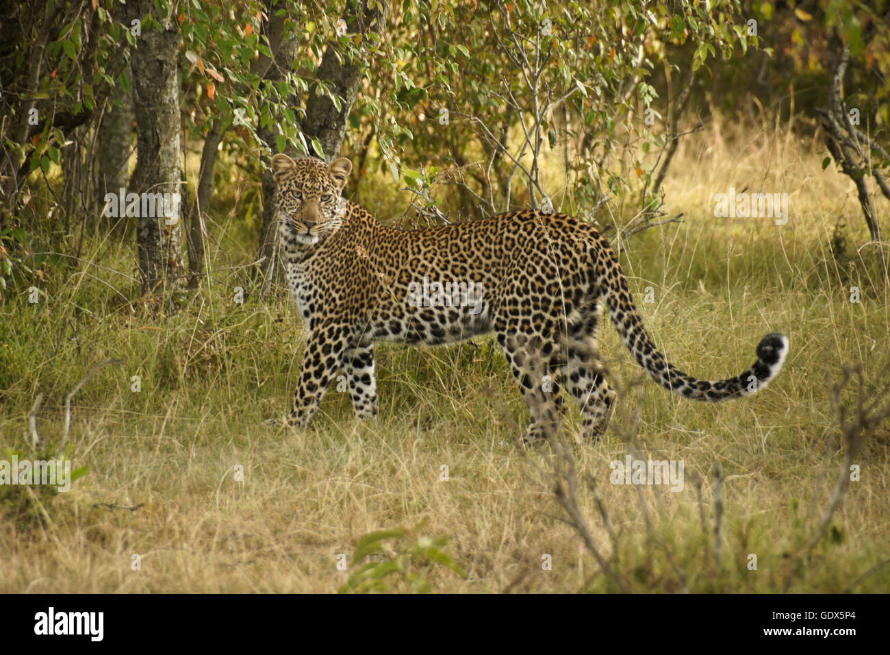 Bella leopard nella boccola, il Masai Mara, Kenya Foto Stock
