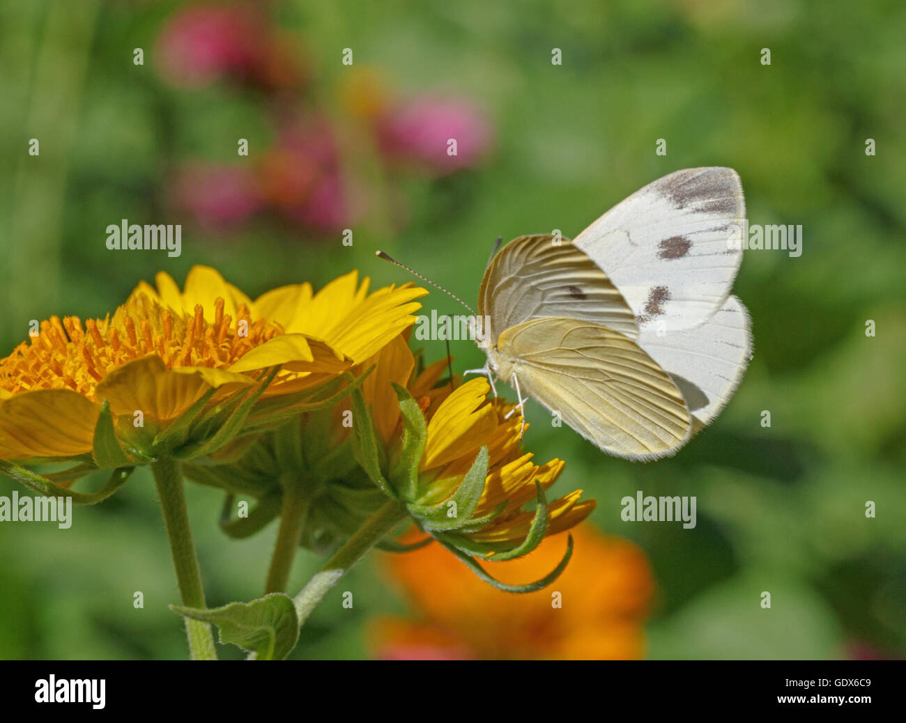 Cavolo bianco farfalla su fiore giallo Foto Stock