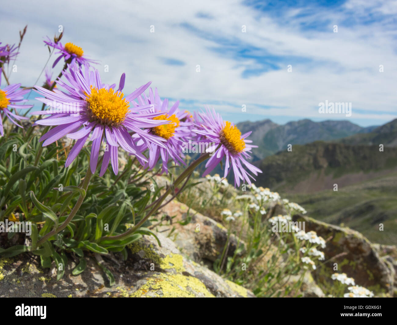 Aster alpinus, alpine aster Foto Stock