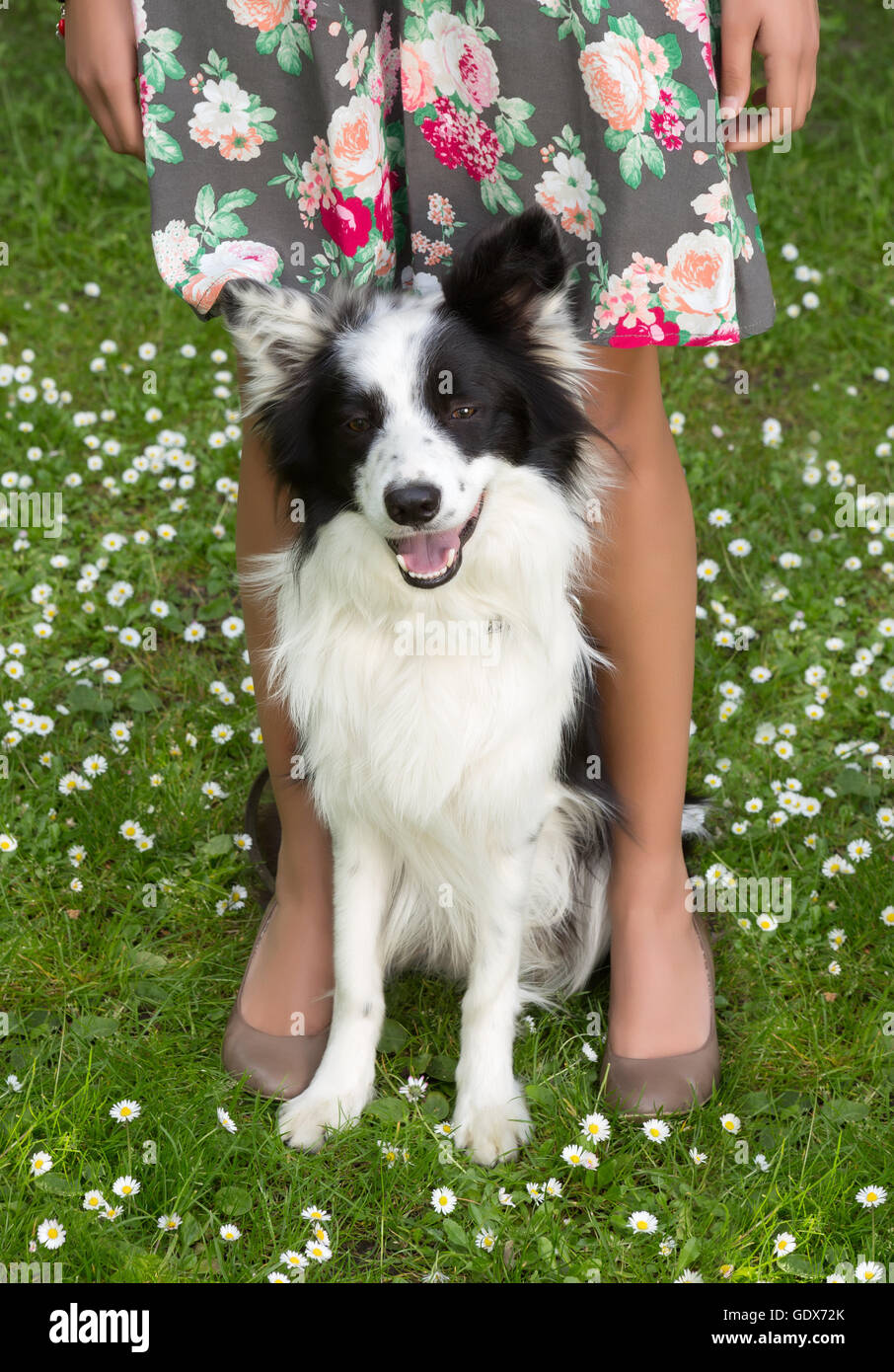 Grande Border Collie dog sitter tra le gambe del suo boss femmina Foto  stock - Alamy