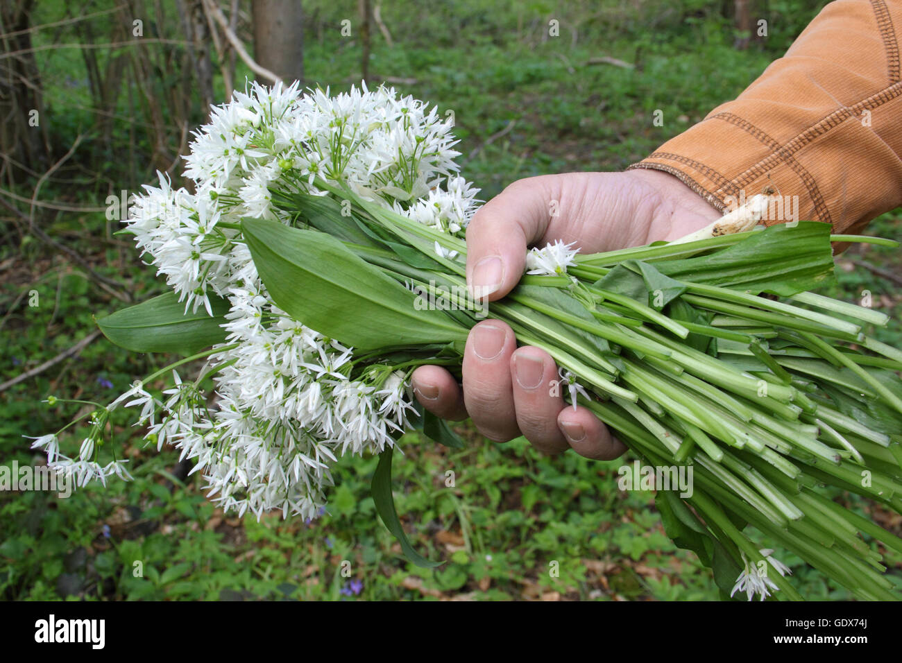 Allium ursinum. Rovistando aglio selvatico in un bosco inglese in primavera - Maggio, REGNO UNITO Foto Stock