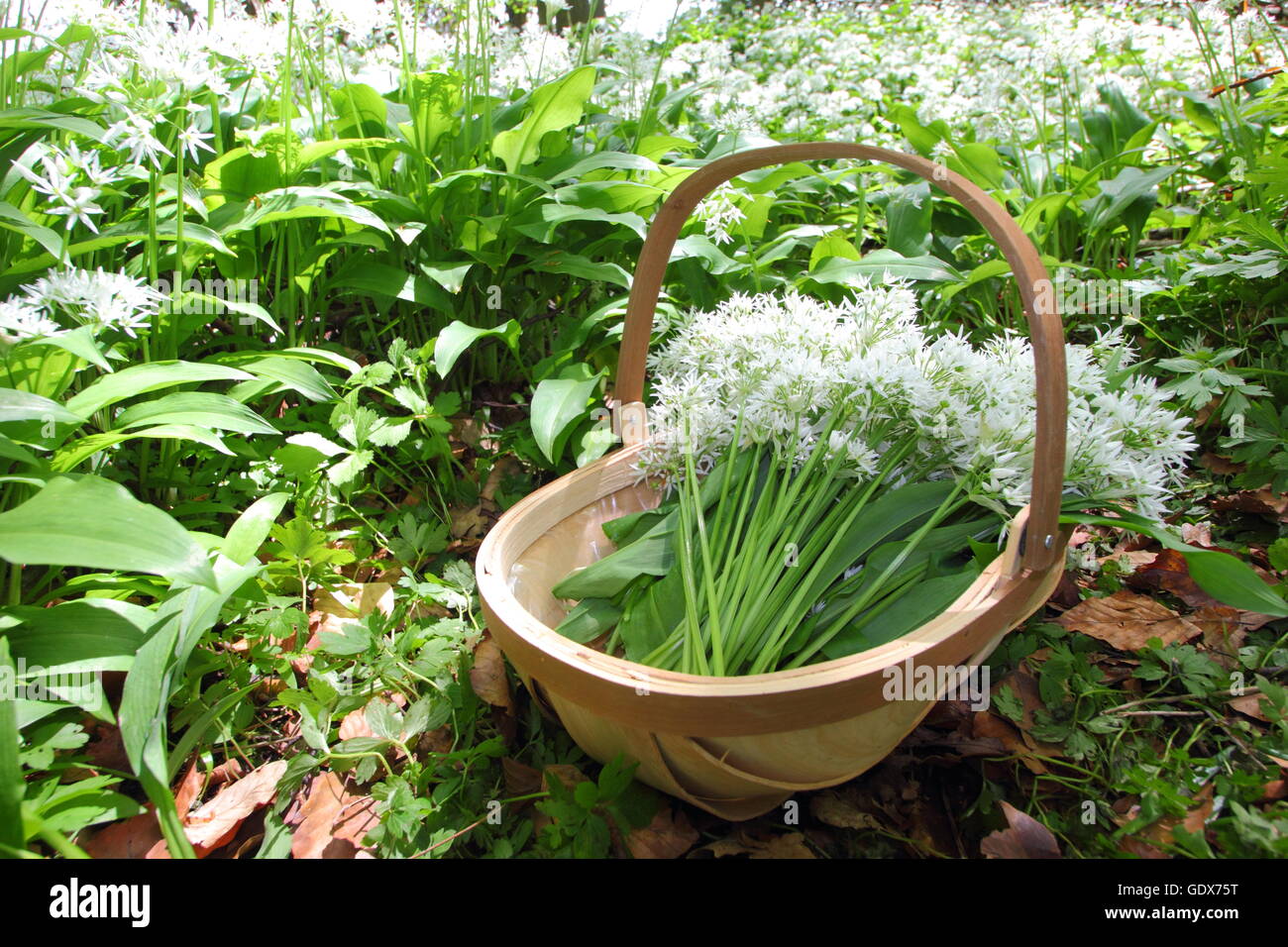 Allium ursinum. Rovistando aglio selvatico in un bosco inglese in primavera - Maggio, REGNO UNITO Foto Stock