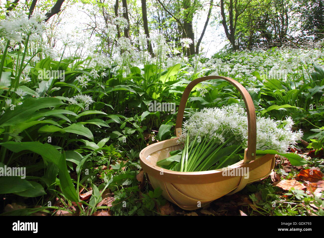 Allium ursinum. Rovistando aglio selvatico in un bosco inglese - Molla, REGNO UNITO Foto Stock