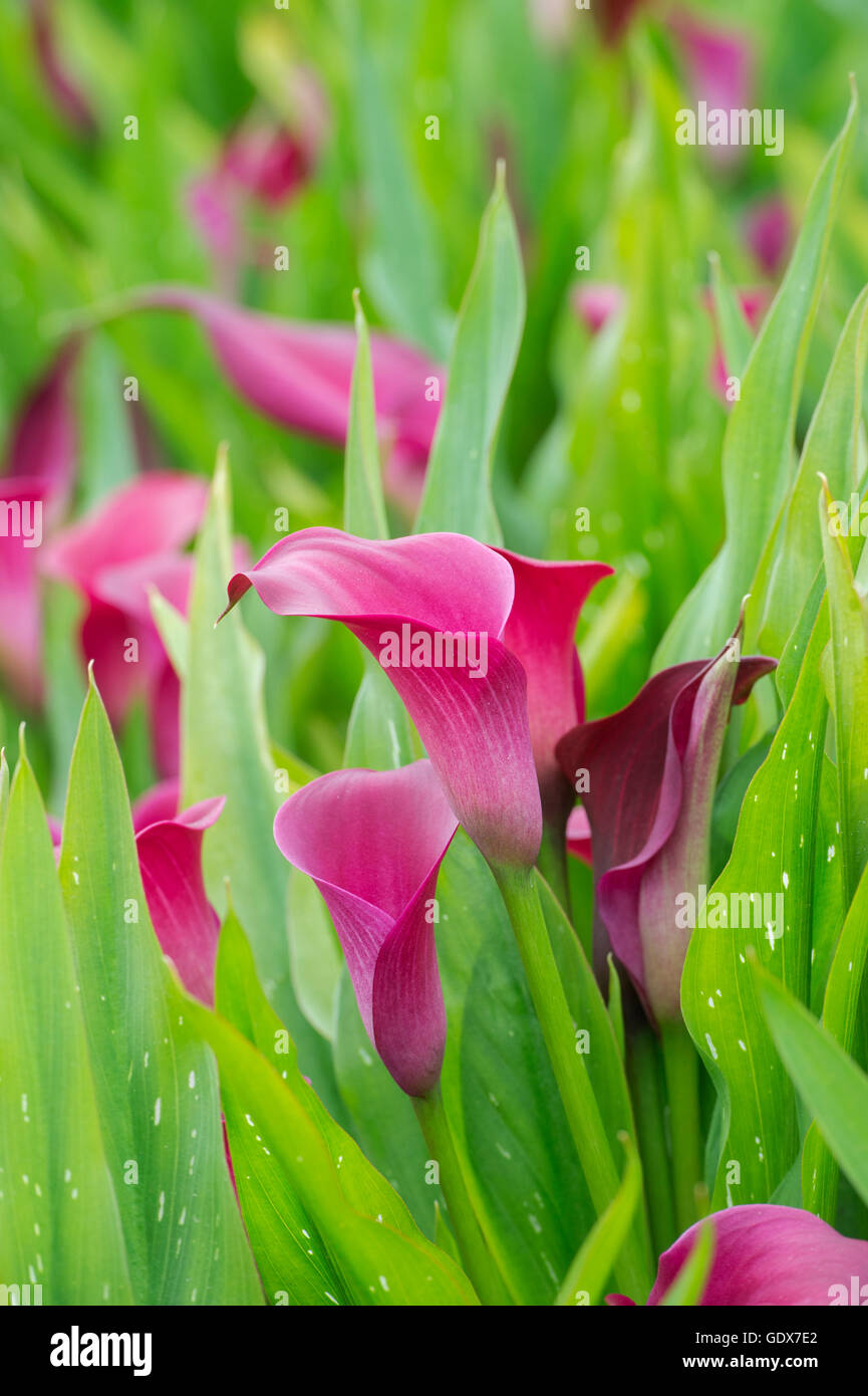 Zantedeschia Royal Princess. Calla Lily / Arum lily Foto Stock