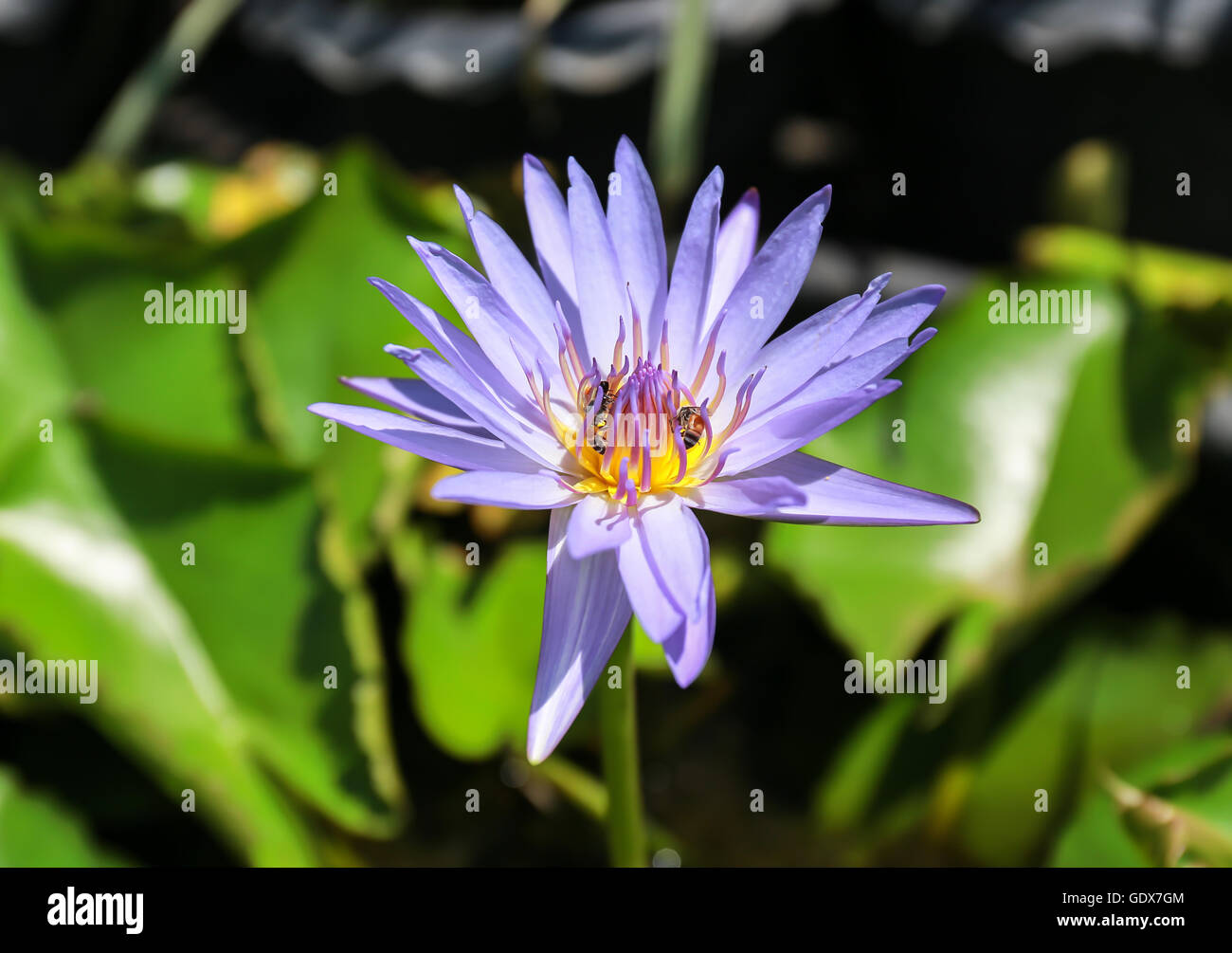 ape in lotus Foto Stock