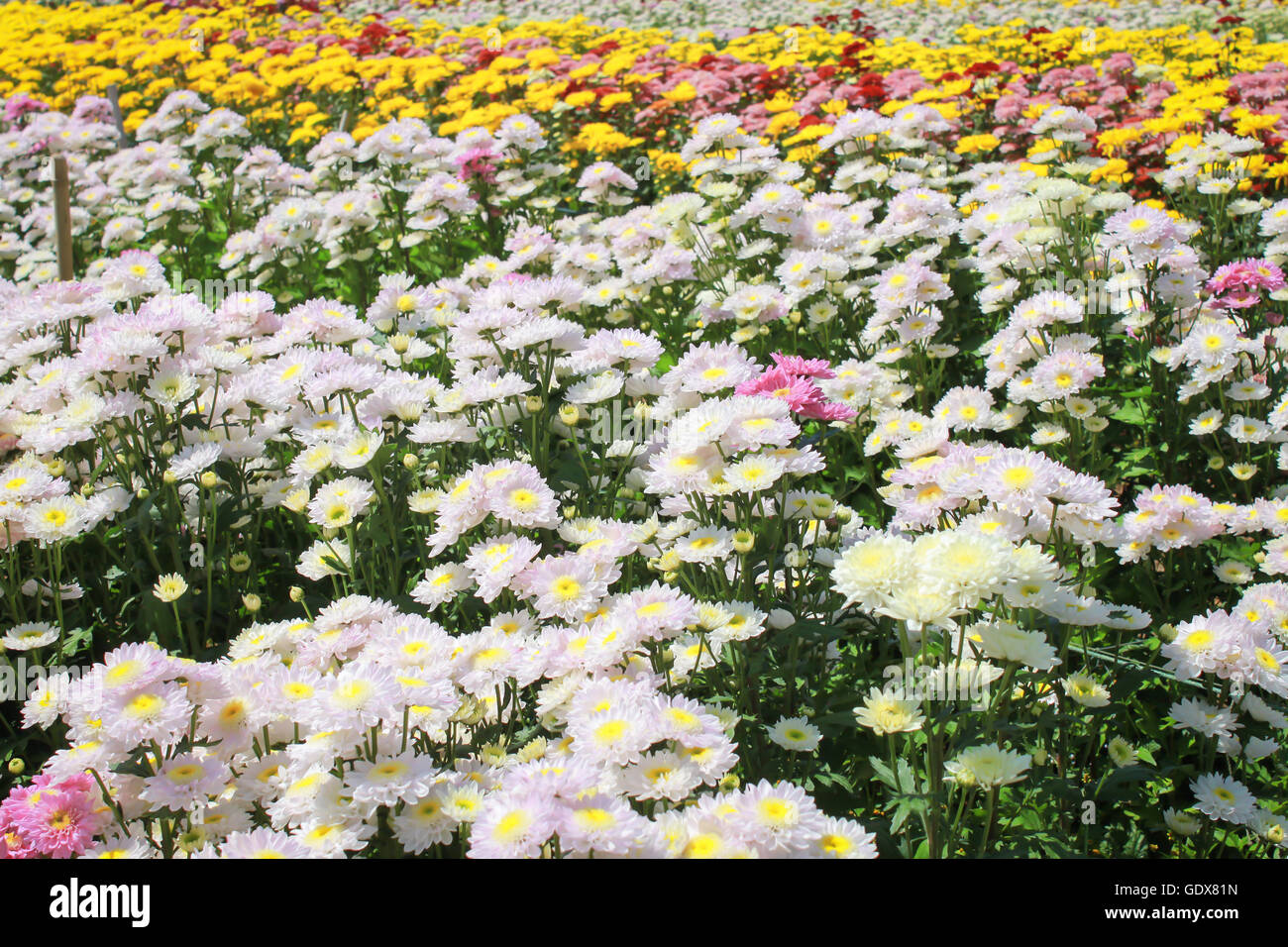 Multi-colore di crisantemi in giardino Foto Stock