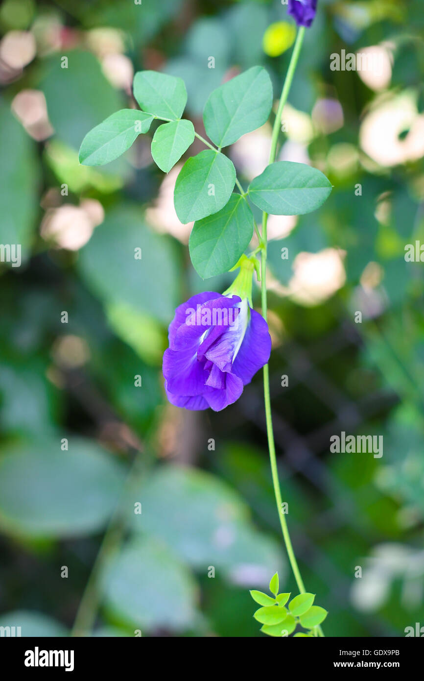 fiore del pisello Foto Stock