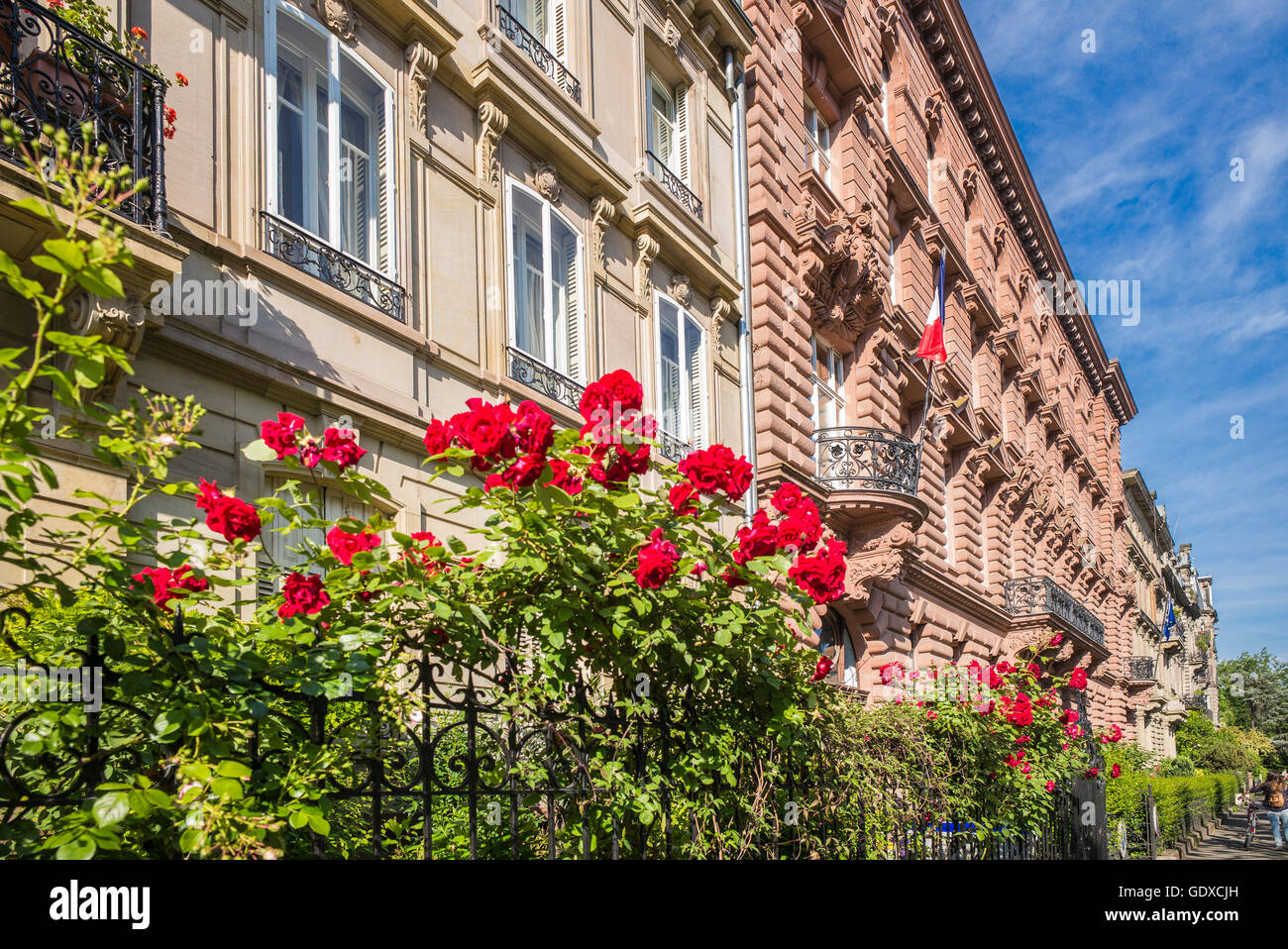 Fioritura di rose rosse fiori e Guglielmino edifici residenziali di Strasburgo, Alsazia, Francia, Europa Foto Stock