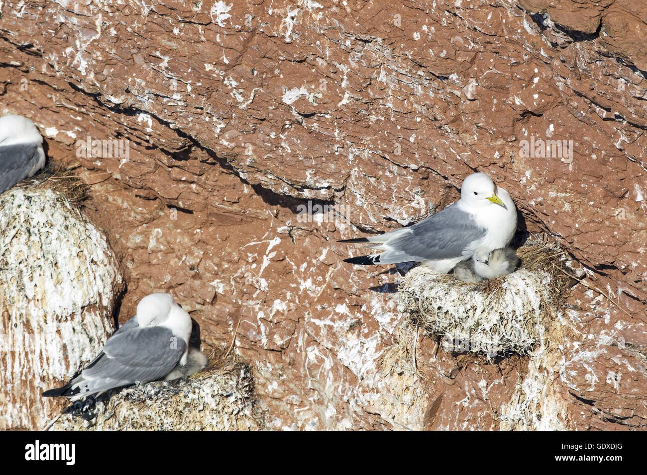 Nero-kittiwakes zampe Foto Stock