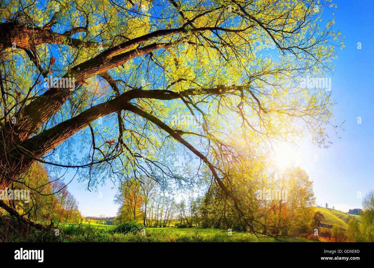 Paesaggio rurale con il sole del mattino che brilla attraverso un bel vecchio albero di salice, cielo blu in background Foto Stock