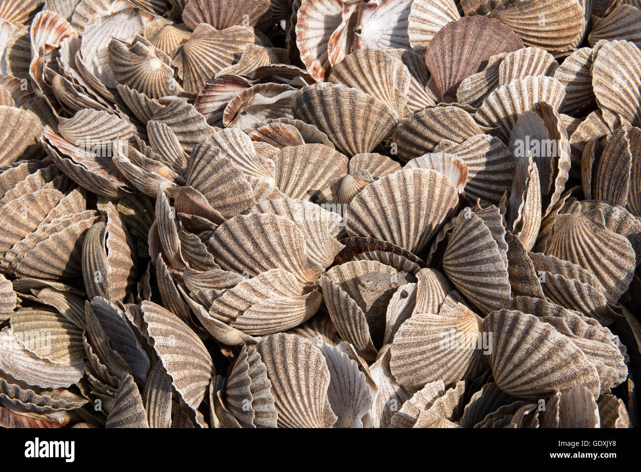 Scartati conchiglie Foto Stock