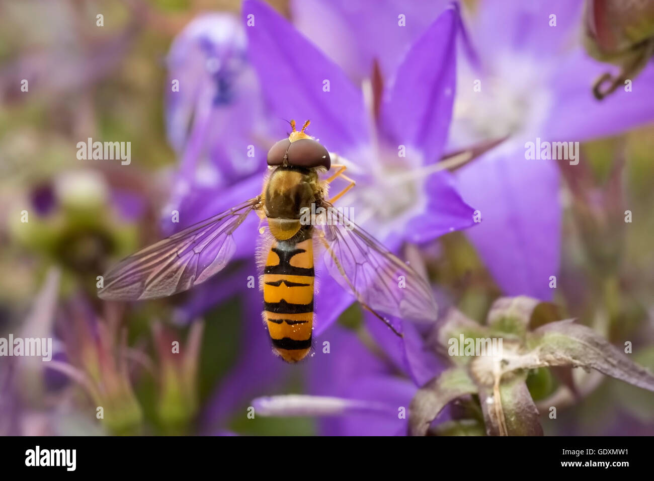 La marmellata di arance hoverfly, Episyrphus balteatus, nettare di alimentazione su un imporpori fiore campanula Campanula. La marmellata di arance hoverflies può essere fo Foto Stock