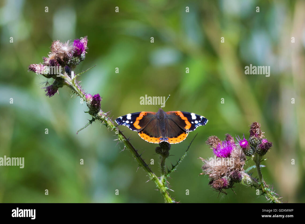 Close-up macro di un Rosso Admiral butterfly, Vanessa Atalanta, appoggiato su un imporpori fiore di cardo Foto Stock