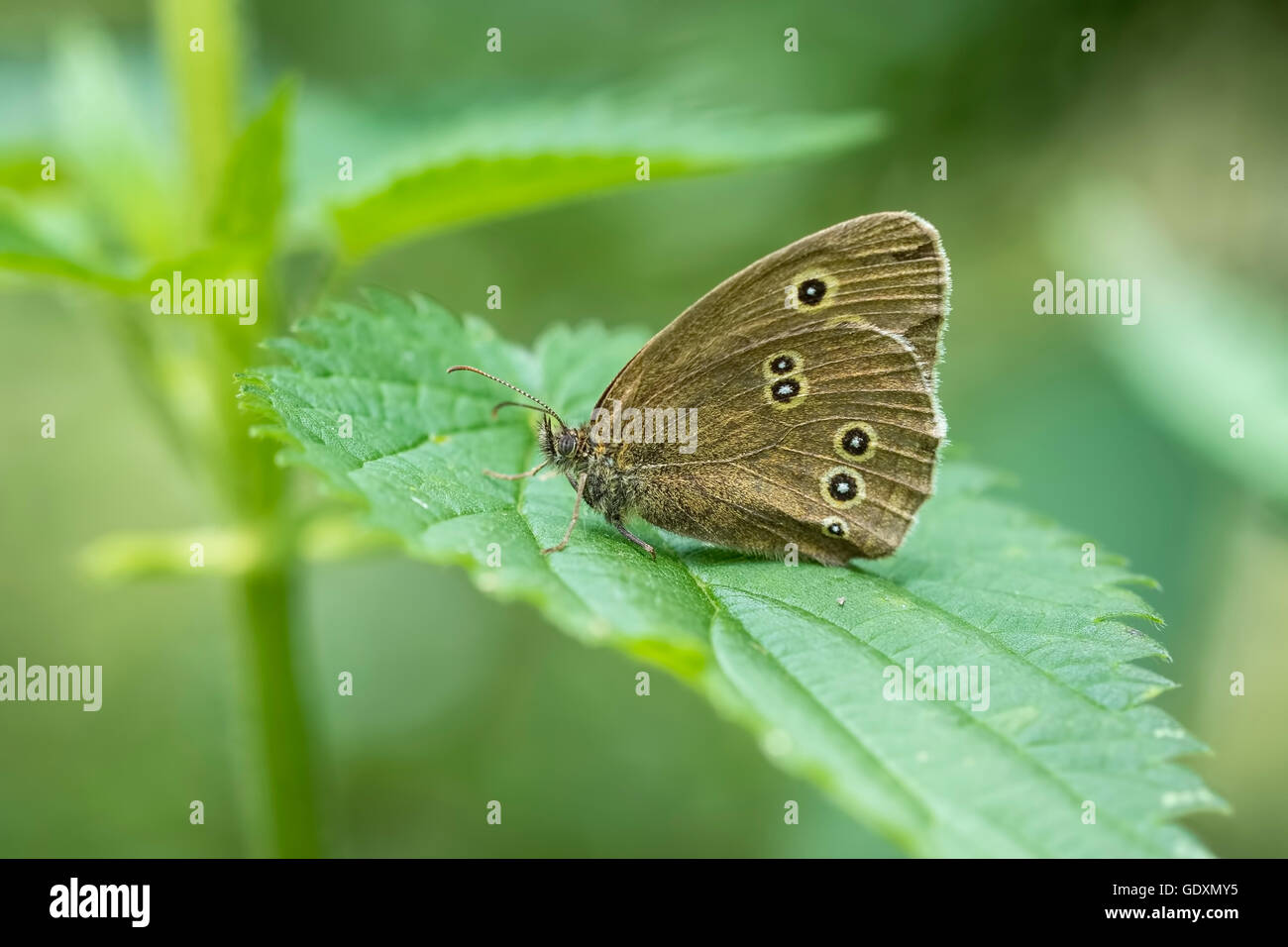Close-up di un anello butterfly (Aphantopus hyperantus) arroccato su una foglia in una foresta. Foto Stock