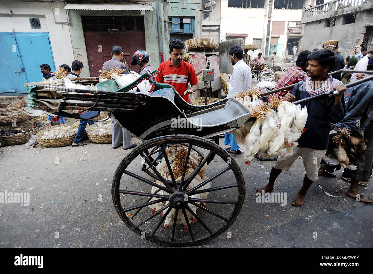 INDIA. Kolkata. 2011. In rickshaw di gallina Foto Stock