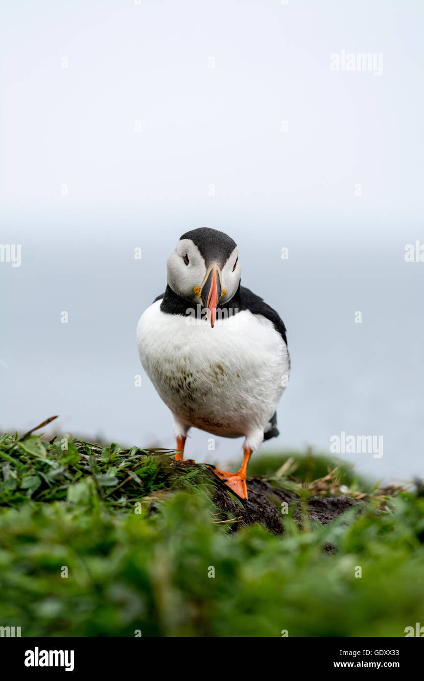 Puffin (Fratercula arctica) avvicinamento nest burrow Foto Stock