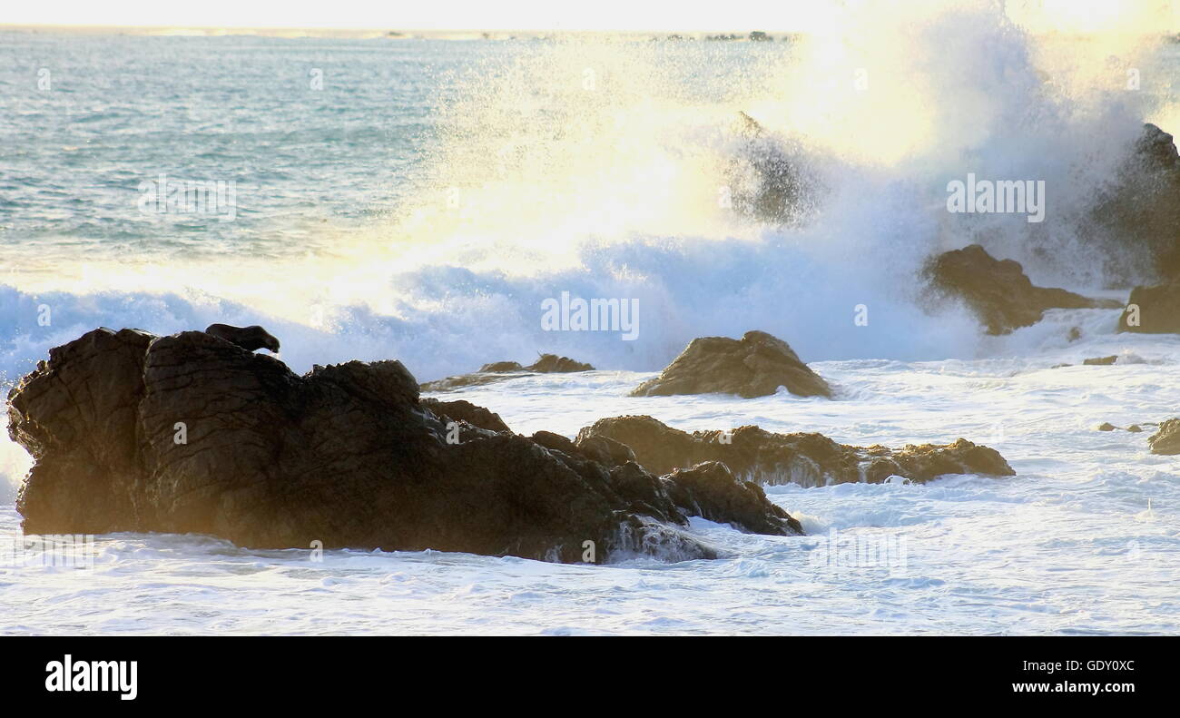 Pelliccia sigillo sulle rocce, Cape Palliser, Nuova Zelanda Foto Stock