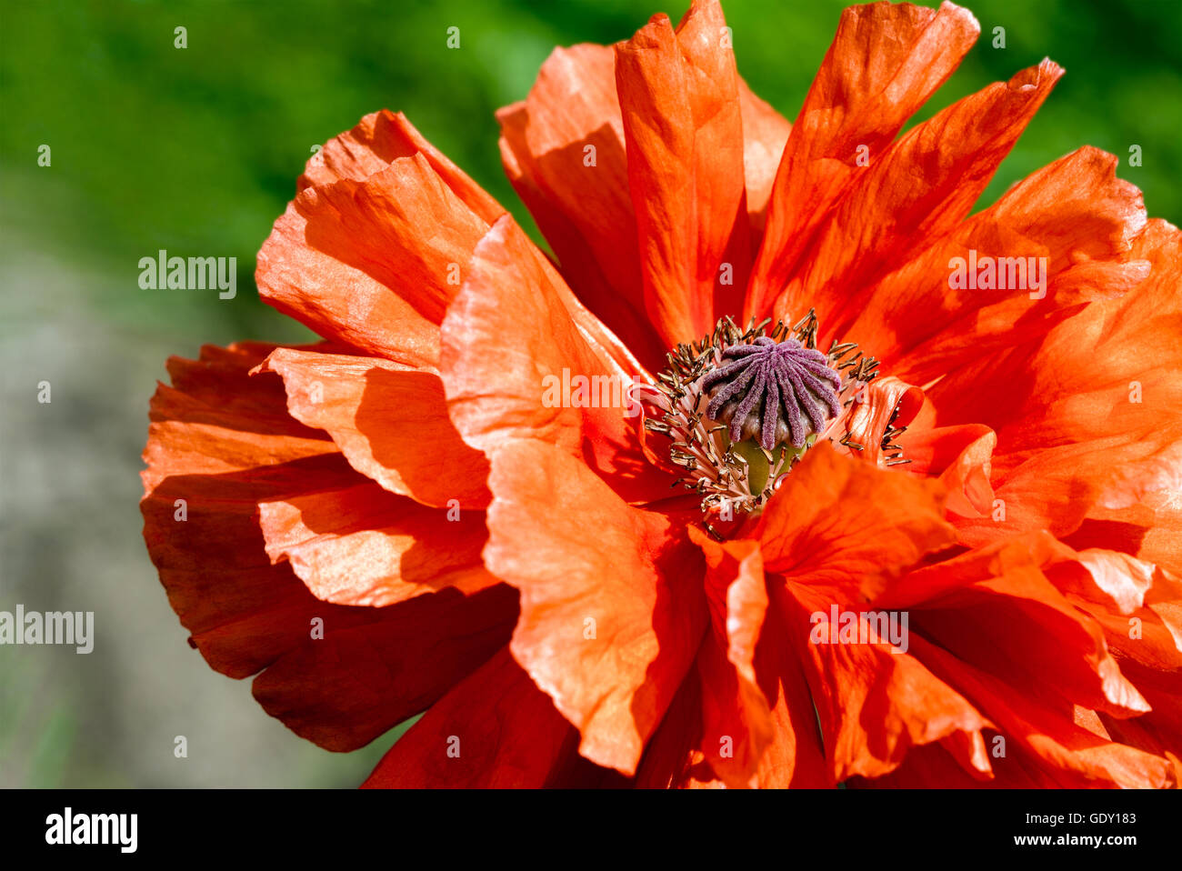 Rosso papavero in fiore Foto Stock