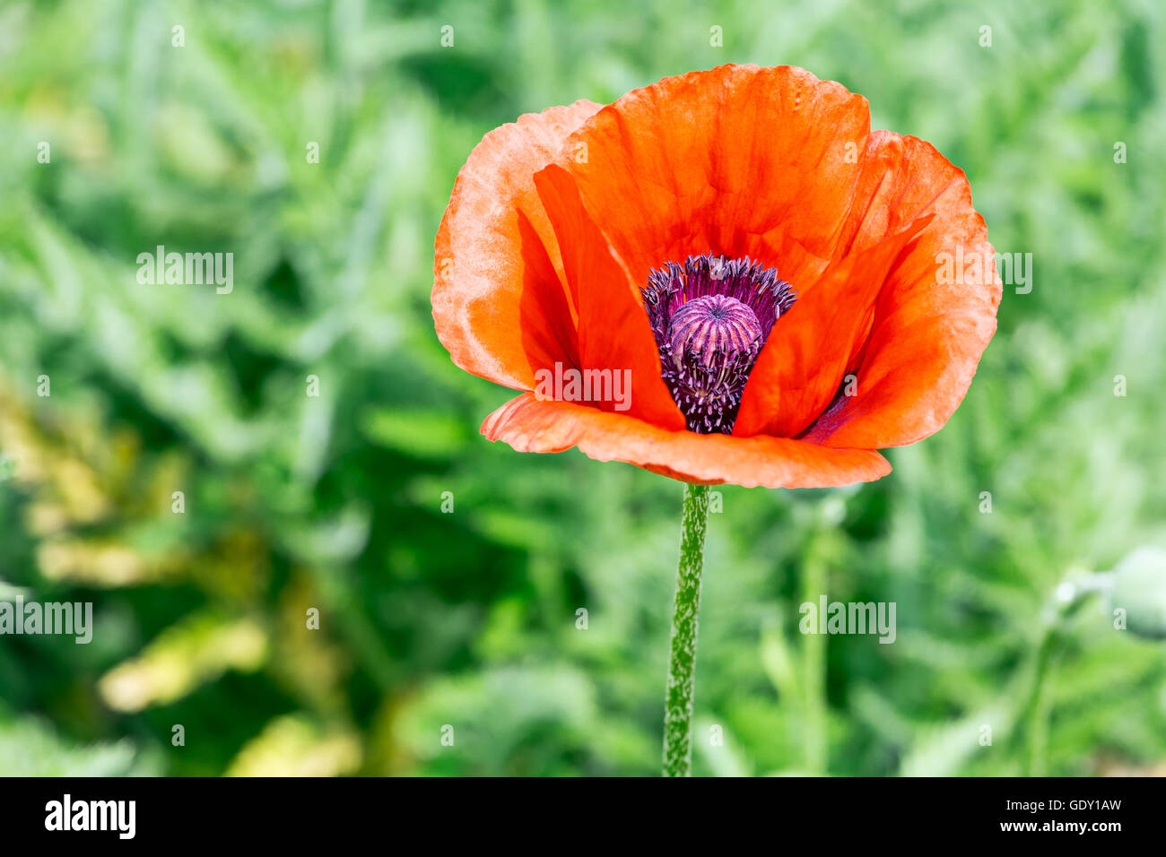 Rosso papavero fiori su erba verde sullo sfondo Foto Stock