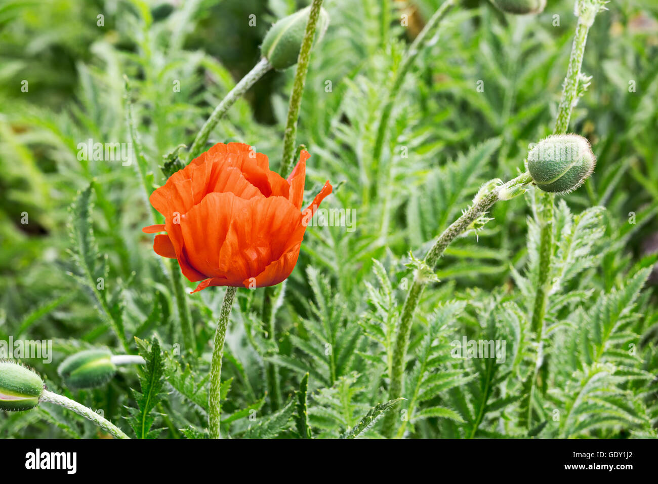 Rosso papavero fiori su erba verde sullo sfondo Foto Stock