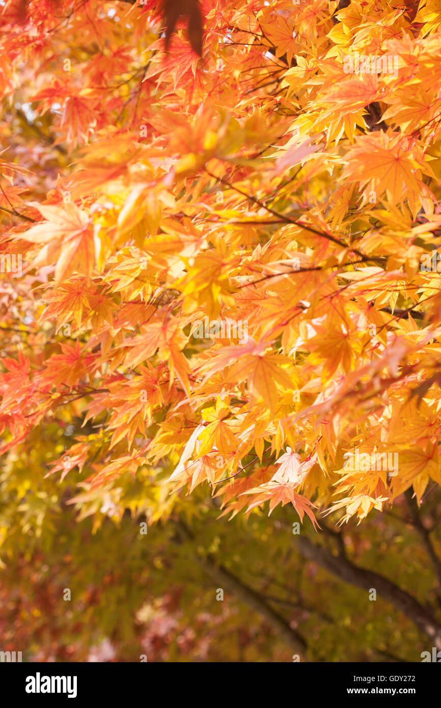 Sfondo di caduta con foglie di autunno Foto Stock