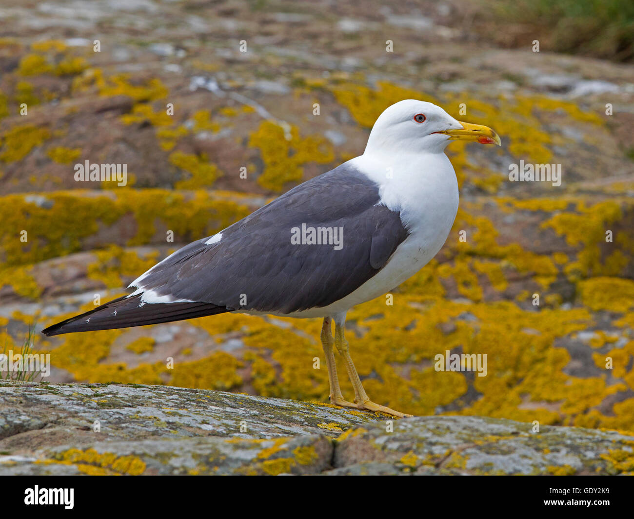 Adulto lesser black backed gull permanente sulla roccia Foto Stock