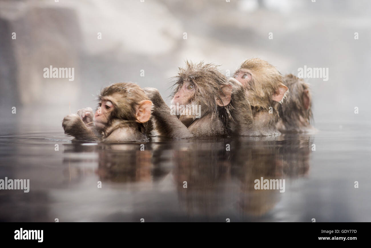 Macaque giapponese in una sorgente calda naturale in bagno di Nagano, Giappone Foto Stock