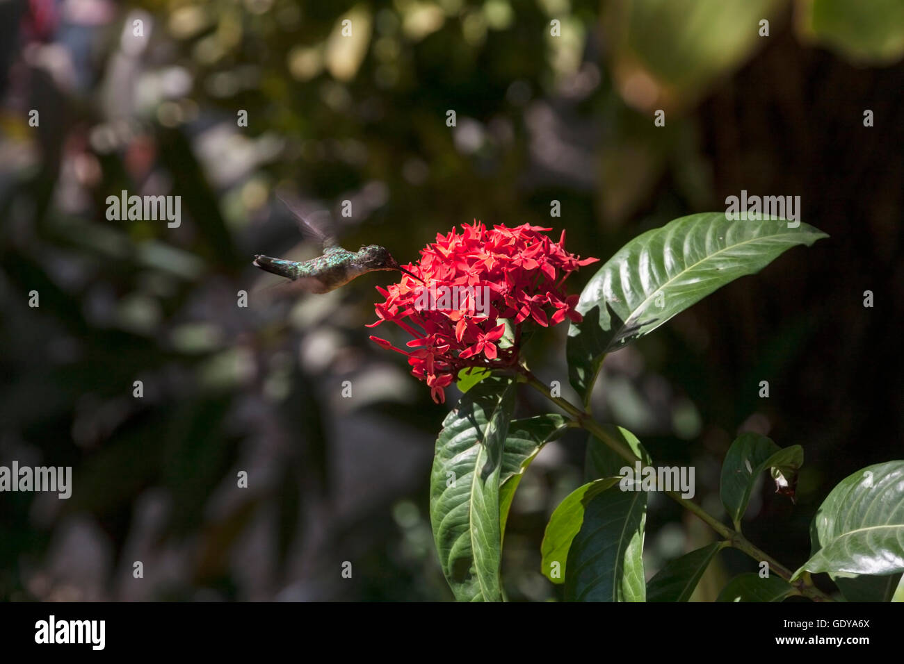 Ampia-tailed Hummingbird in bilico sul fiore rosso, Samara, Costa Rica Foto Stock