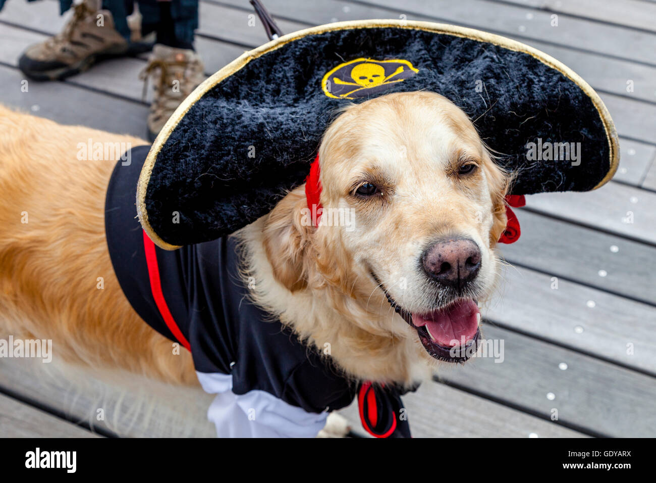 Un cane che indossa un cappello pirata su Hastings Pier durante l annuale Hastings giorno pirata Festival, Hastings, Sussex, Regno Unito Foto Stock