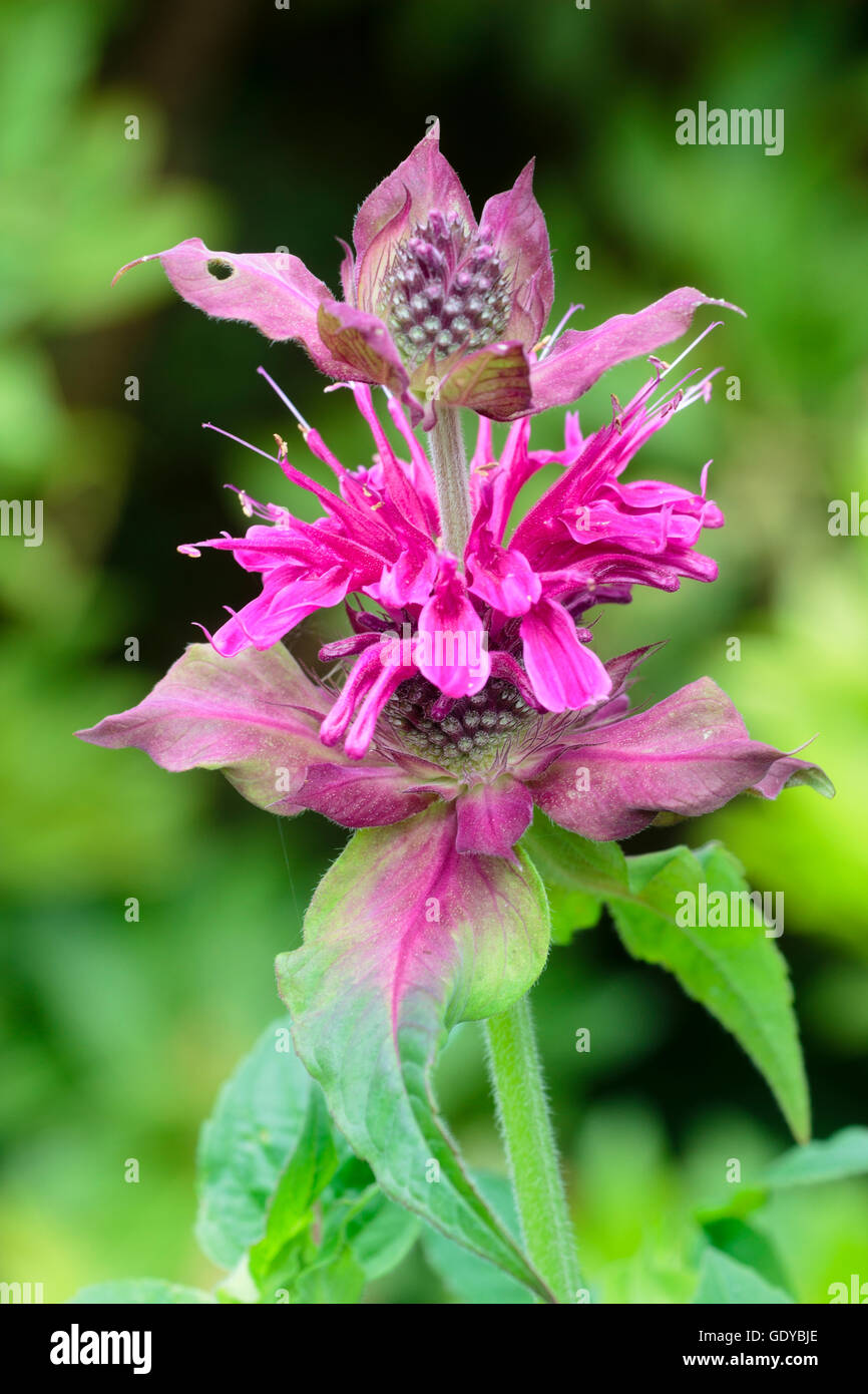 Luglio dei fiori di rosa rossa bee balsamo, Monarda 'Loddon Crown" Foto Stock