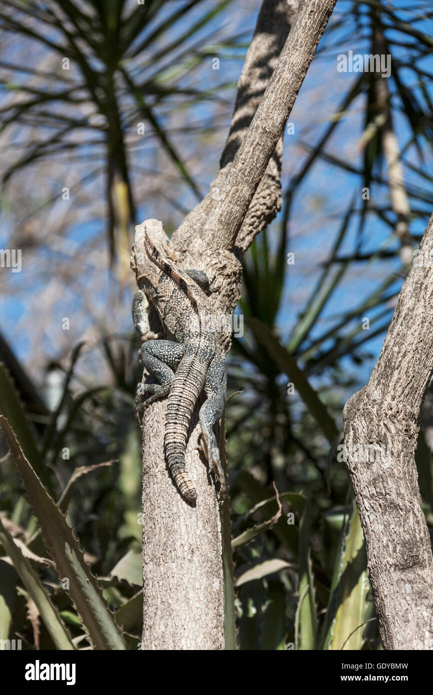 Big lizard in Guanacaste area di Costa Rica Costa Rica Foto Stock
