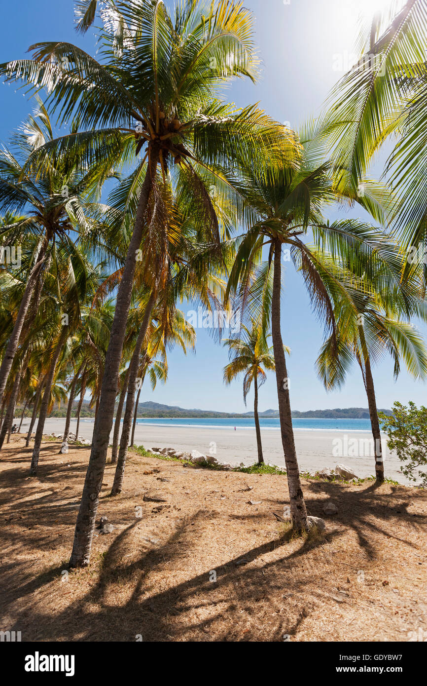 Le palme sulla spiaggia, Samara, Costa Rica Foto Stock