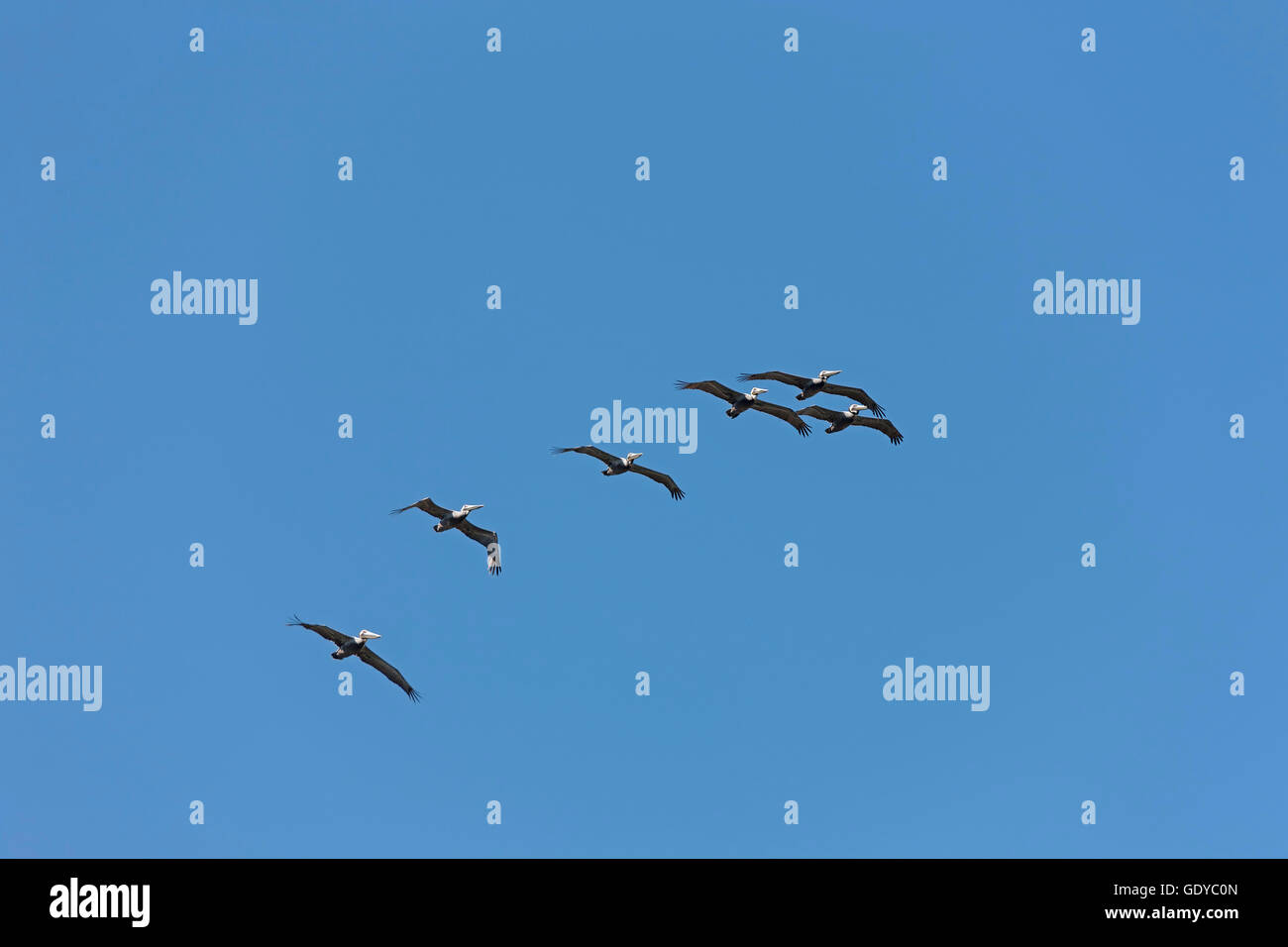 Basso angolo vista del gregge di pellicani volare nel cielo, Costa Rica Foto Stock